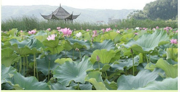 HelloYoung 100% Natural Herb Dried Loose Lotus Leaf Tea 20g Traditional Lose Fat Herbal Tea