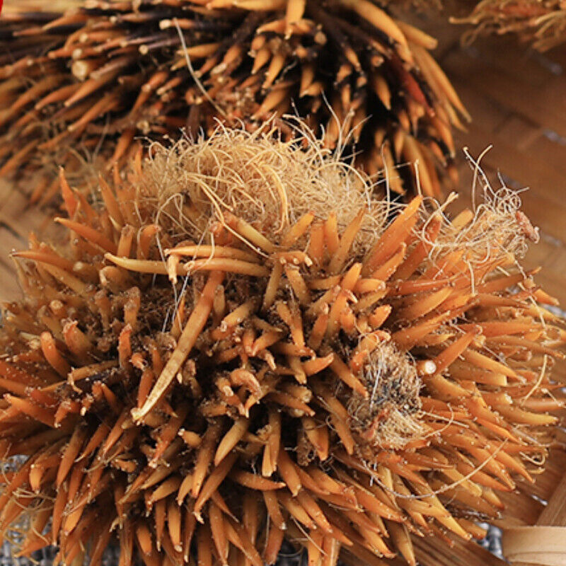 50g 100% Organic Top-grade Authentic Hedgehog Skin Ciweipi Healthy Care 正品刺猬皮