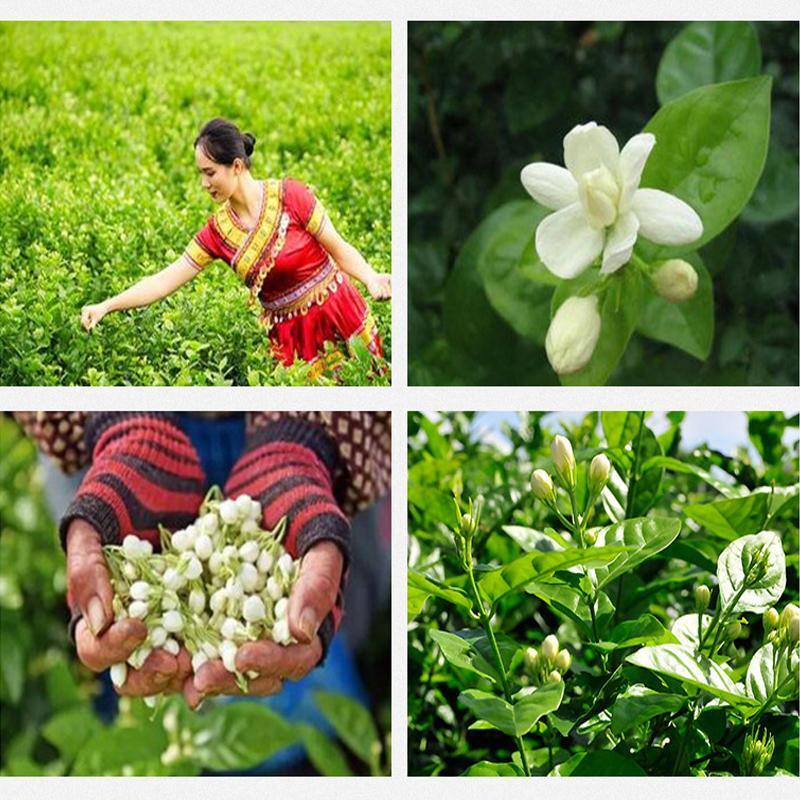 Jasmine Tea Jasmine Flower Jasmine Bud Flower Tea