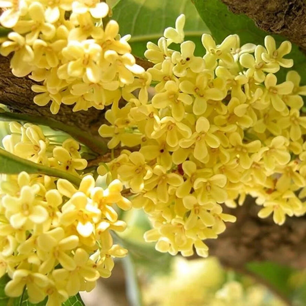 Organische natürliche Osmanthus Fragrans Blume Tee Kräuter Tee Gui Hua