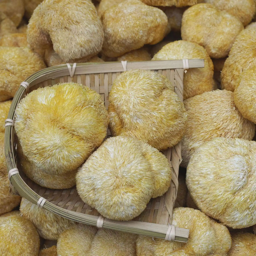 100% Organic Natural Lions Mane Mushroom 250g Hericium Erinaceus Hou Tou Gu 猴头菇
