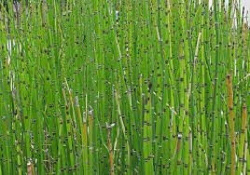 HORSETAIL PREMIUM HARVEST HERBAL TEA 500g Equisetum arvense HERB DRIED Secondary image