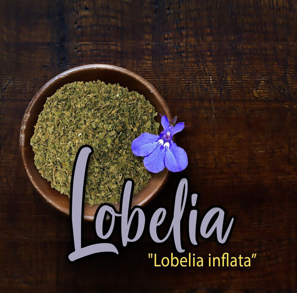 Lobelia Herb Dried Lobelia inflata 500g Apothecary Herbal