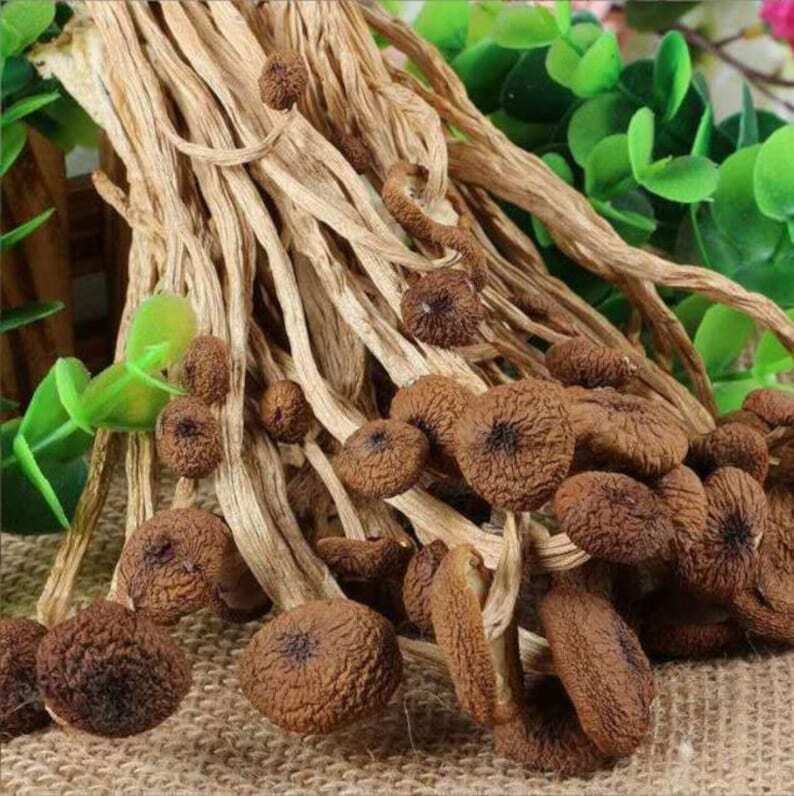 250g Dried Agrocybe Aegerita Natural Tea Tree Mushrooms Plant Mushrooms Fungus Secondary image