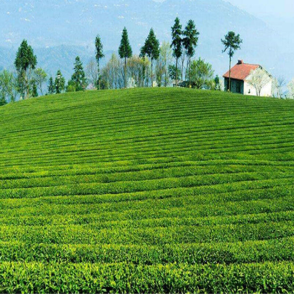 HelloYoung Chinese Menghai Qi Zi Pu-erh tea Early Spring RipeTea 357g Black Tea Cake Tea