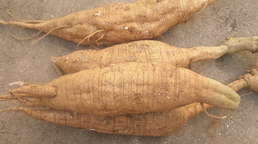 HelloYoung Natural Pueraria Mirifica Powder Organic Herbal Tea Sliming Tea Healthy Drink