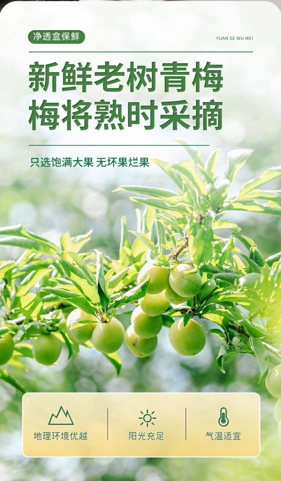 Premium Dried Dark Plums 200g Large Natural Sweet Herbal Snack High Quality