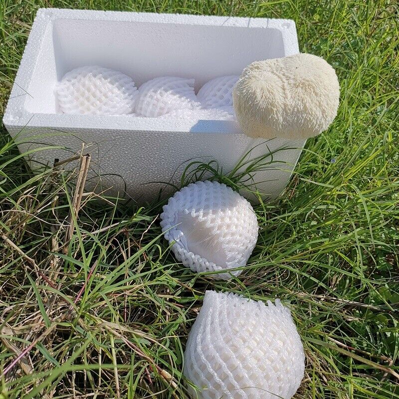 100% Organic Natural Dried Lion's Mane Mushroom Chinese Herbs Healthy Care 500g