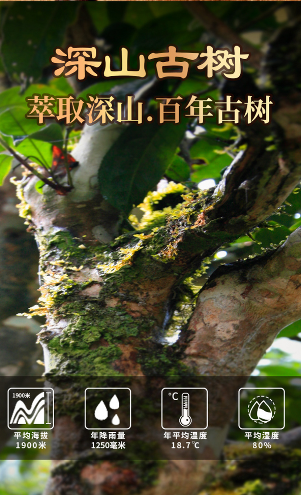 HelloYoung Glutinous Rice Fragrance Crushed Silver Tea Fossil Yunnan Pu'er Ripe Tea 50g/Can