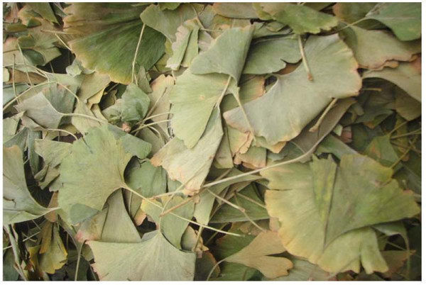 Natural Dried Gingko Biloba Tea Dry Green Gingko Healthy Herbal Gingko Tea 500g