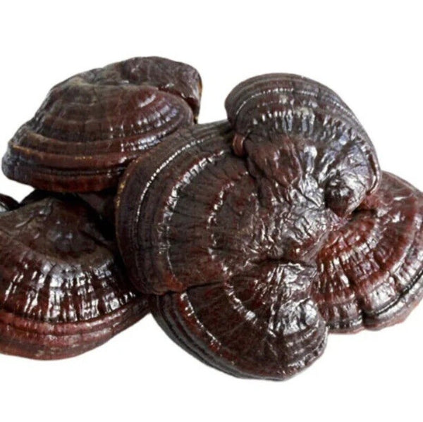 500g Dried Lingzhi Mushroom Cultivation Ganoderma Lucidum Meat Mushroom