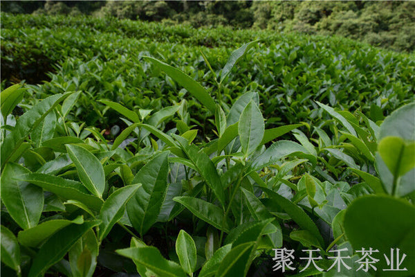 Oolong Tea Strong Aroma Tea New Tea 50g Canned Fujian Dahongpao Tea
