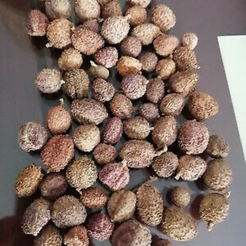 HelloYoung 100g Chun Sha Ren Spring Sandnut Dried Fruit Healthy Herbal Tea 煲汤泡茶 泡酒养胃养生茶调理肠胃