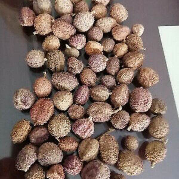 HelloYoung 100g Chun Sha Ren Spring Sandnut Dried Fruit Healthy Herbal Tea 煲汤泡茶 泡酒养胃养生茶调理肠胃