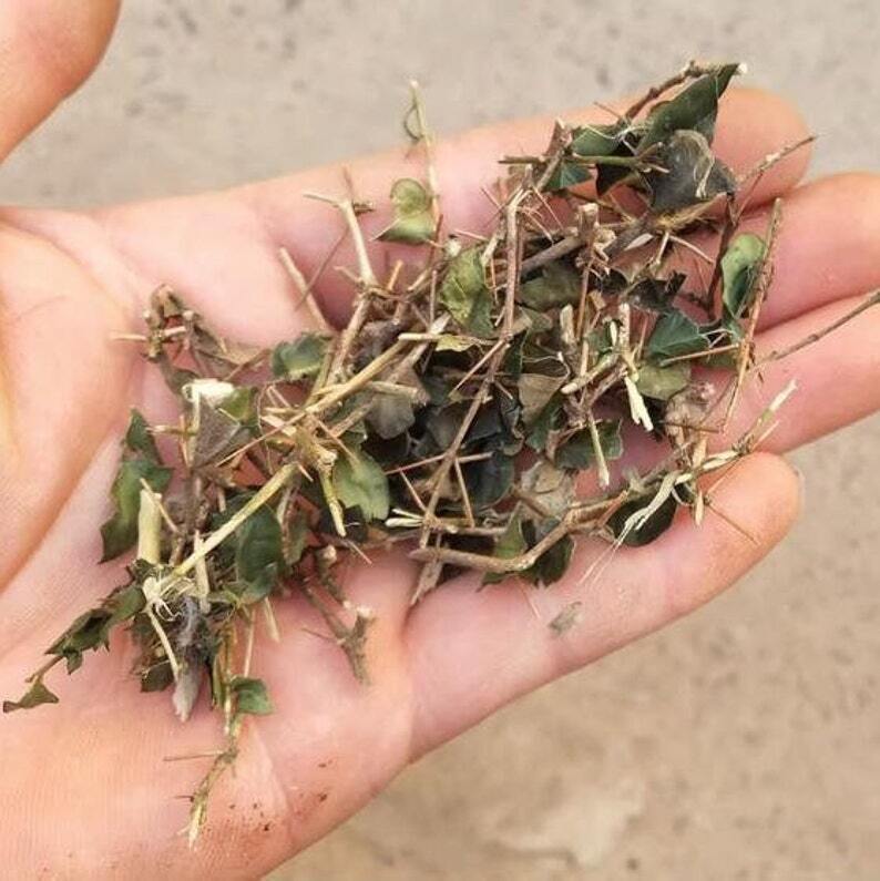 Organic Dried Herba Tea Damnacanthus Indicus Gaertn, Xiu Hua Zhen Secondary image