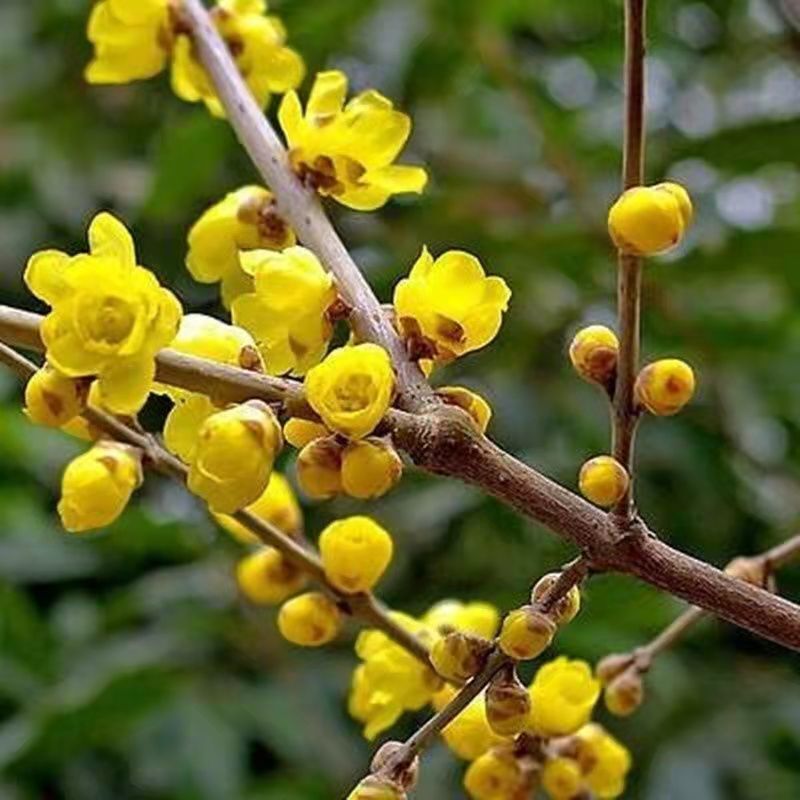 Dried Lappa Flower Tea Herbal Lappa Flower Infusion Tea