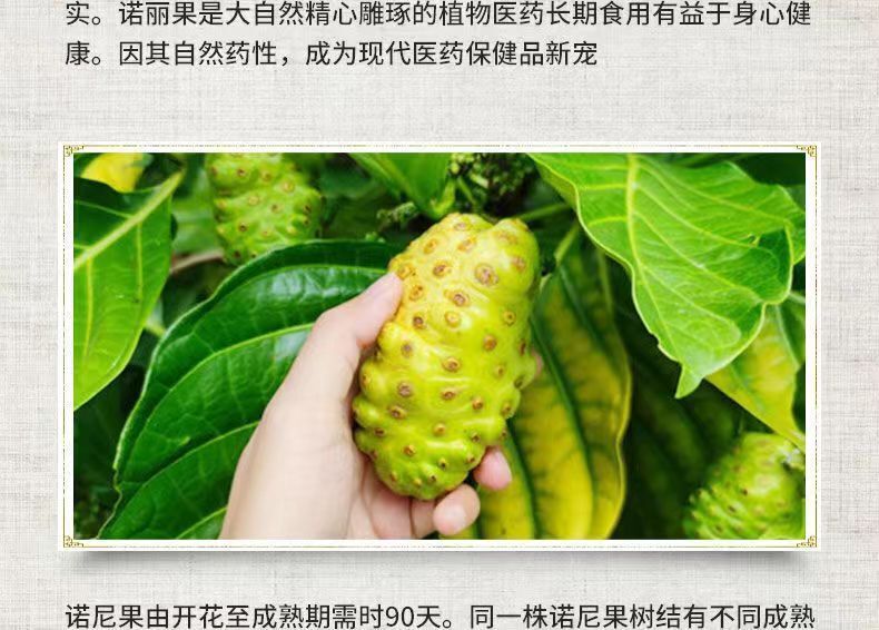 50 Grams Fresh Hainan Noni Fresh Fruit Dried 50g Morinda Citrifolia Herbal Tea