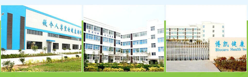 Saffron Gummies Sugar Free Rhodiola Rosea Saffron Extract Gummy