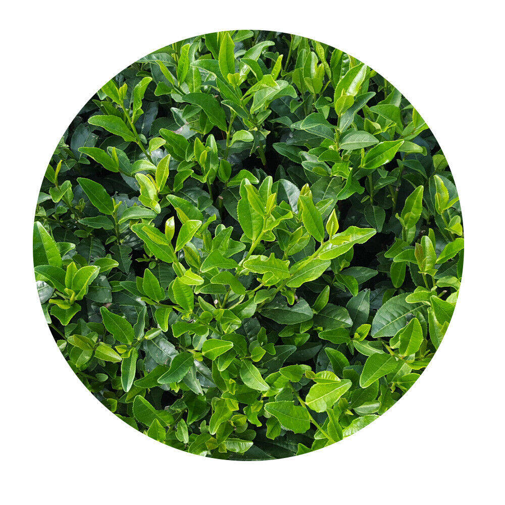HelloYoung New Tea Steamed Green Tea Yulu Sencha Matcha Powder Genmaicha 500g/1.1lb