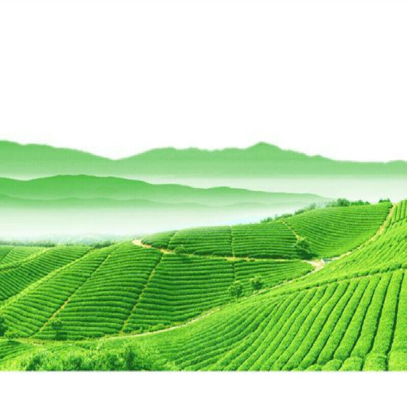 HelloYoung White Tea Brick Lao Shou Mei White Tea Cake Premuim Chinese Fuding 1000g
