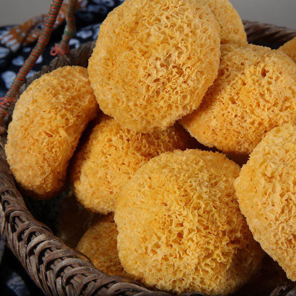 HelloYoung Snow Fungus Ball Edible Mushrooms Good for Health Great Tremella Fuciformis 100g
