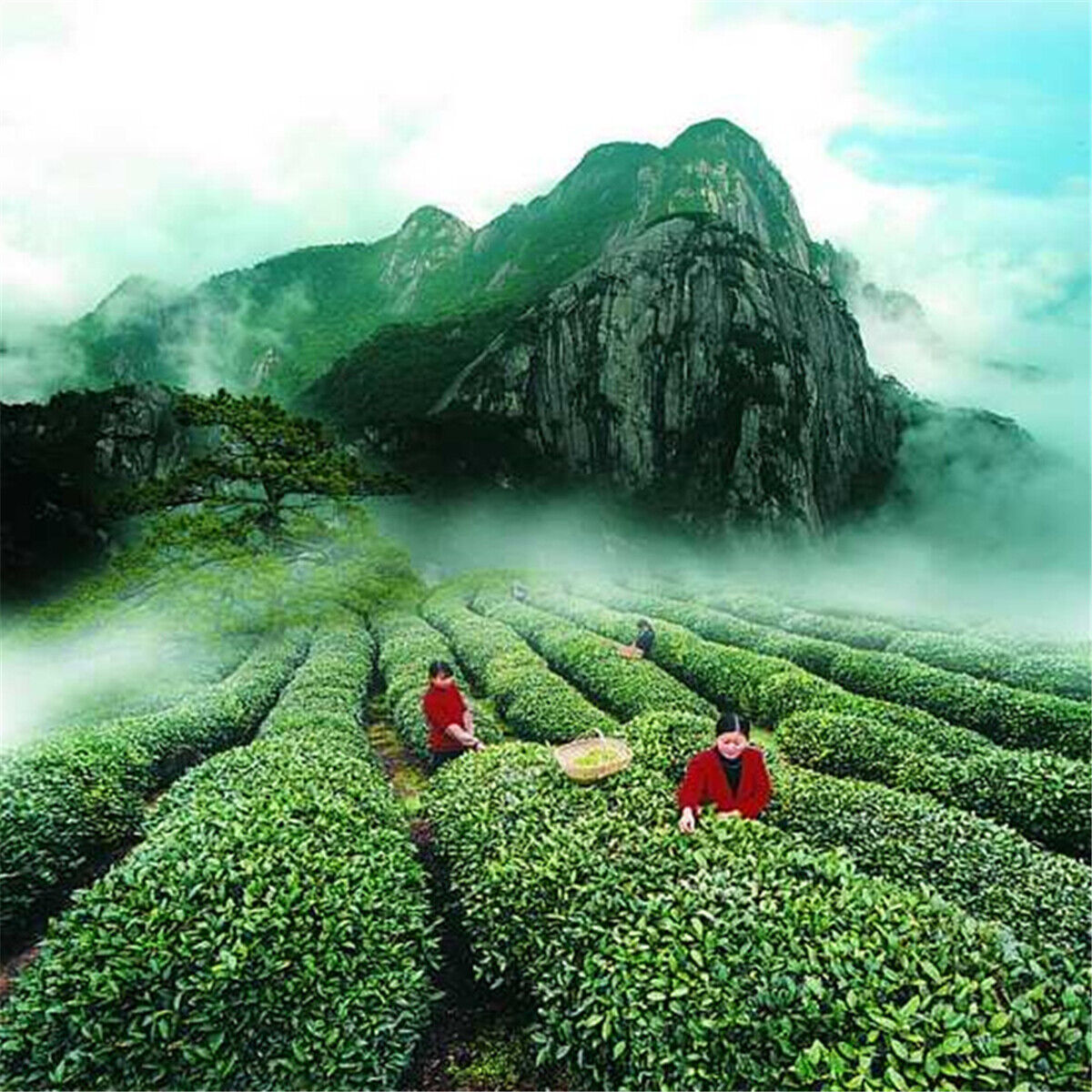 250g Wuyi Da Hong Pao Tee Große Rote Robe Oolong Tee Schwarzer Tee Dahongpao Tee
