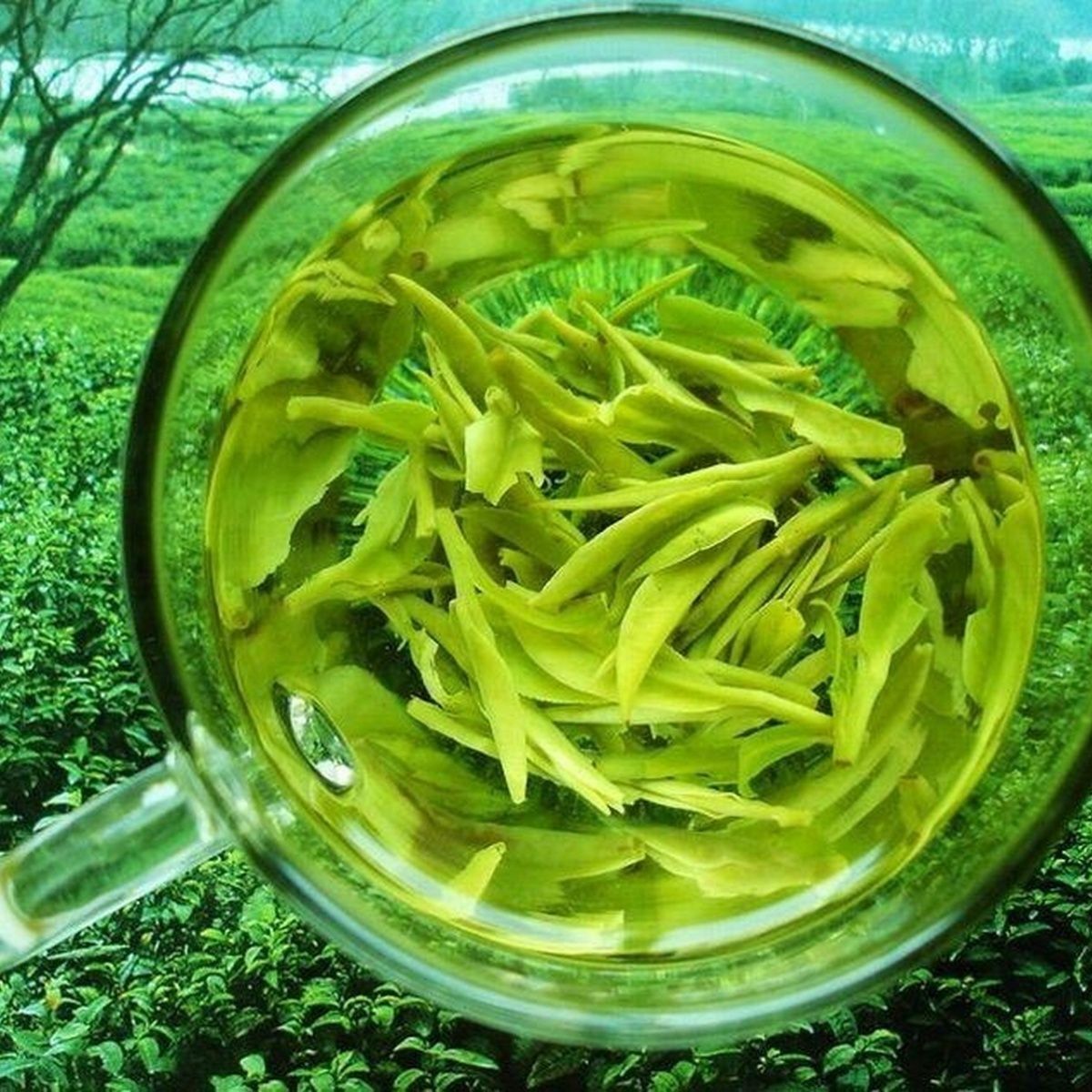 2025 Premium Longjing Tea Pieces - Fragrant Broken Leaves High Grade Daily Tea Secondary image