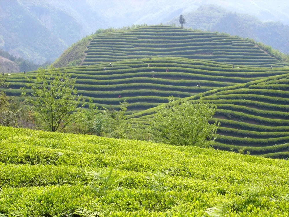Wholesale highest quality Chinese black tea 250g certified organic black tea
