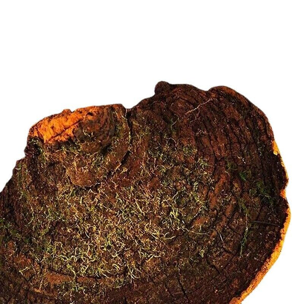 HelloYoung Tibetan wild mulberry ganoderma lucidum 100g