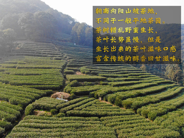 HelloYoung New Tea Longjing Crushed Tea Loose Tea Pieces Green Tea Crushed 500g/1.1lb