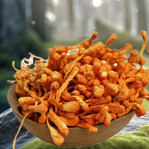 250g Plateau Cordyceps Flower Dry Goods Selected Natural Cordyceps Flower