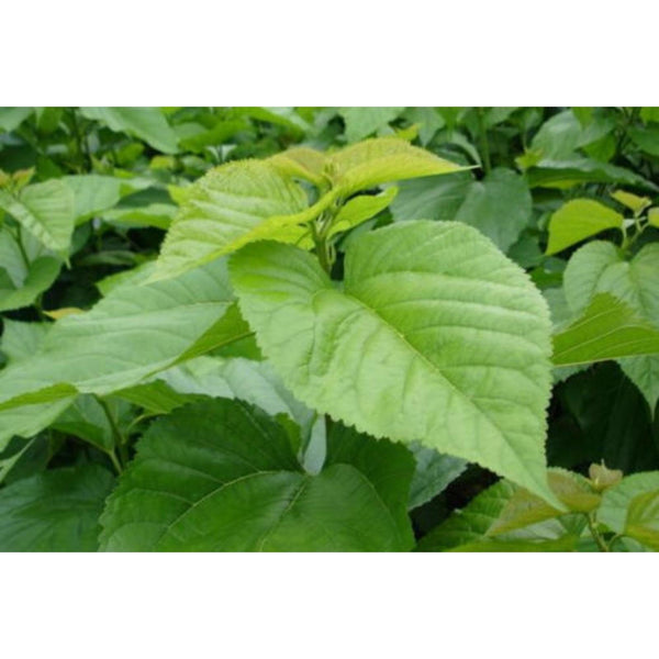 500g Organic Pure Mulberry leaf Extract Powder 10:1 Convenient instant brewing