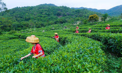100g Taiwan Hohe Berge Jin Xuan Milch Oolong Tee Milchig Grüner Tee Bio Tee 乌龙茶
