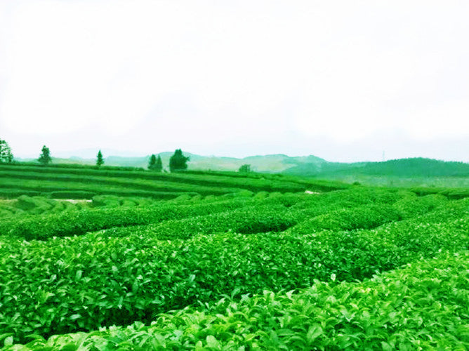 50g HighQuality China Black Oolong Tea Tieguanyin Tea Natural Slimming Black Tea
