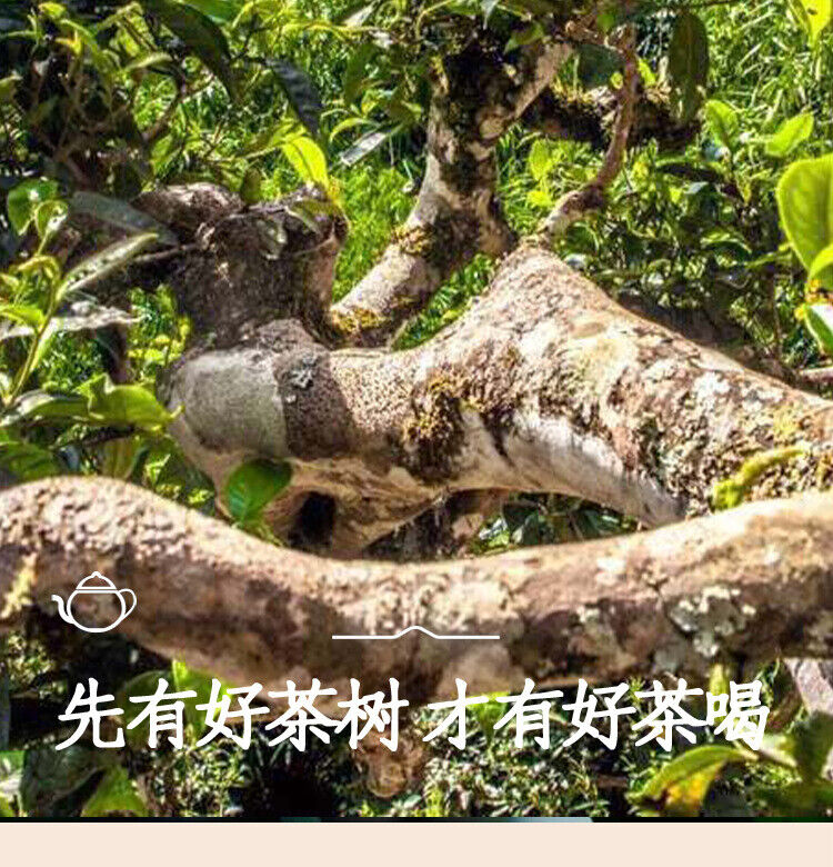 HelloYoung 300g Yunnan Pu'er Raw Tea Early Spring Tea Xigui Ancient Tree Gold Bar Tea Brick