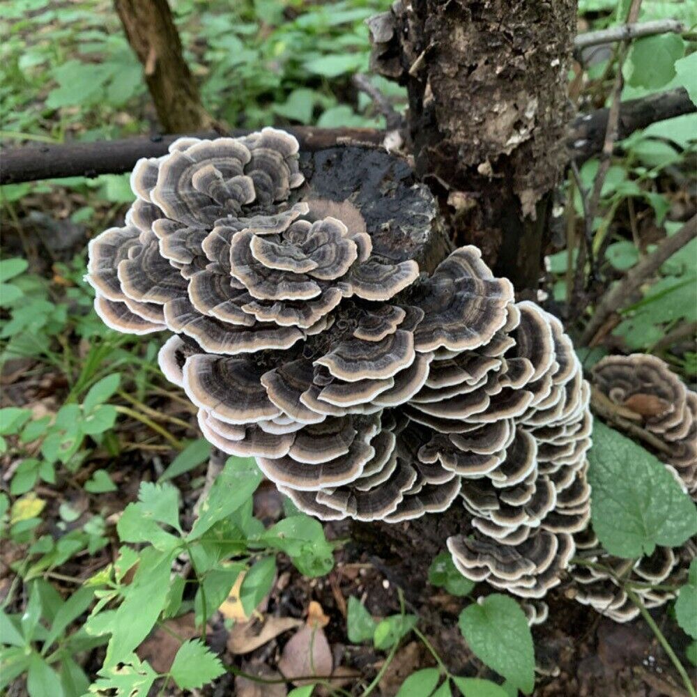 Wild Yunzhi Mushroom 250g Premium Dried Trametes Herbal