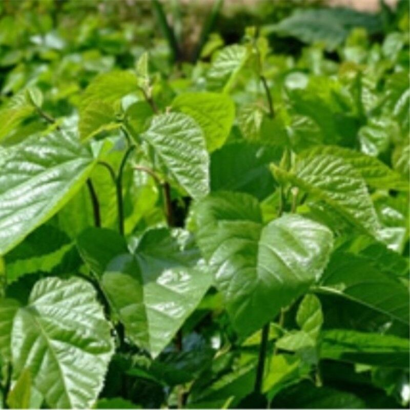 HelloYoung New Healthy Drink Dried Mulberry Leaf Tea Natural Herbal TeaOrganic Chinese Tea