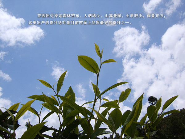 Promotion Green Tea Chinese Top Grade Biluochun tea 100g Bi luo chun Healthy tea