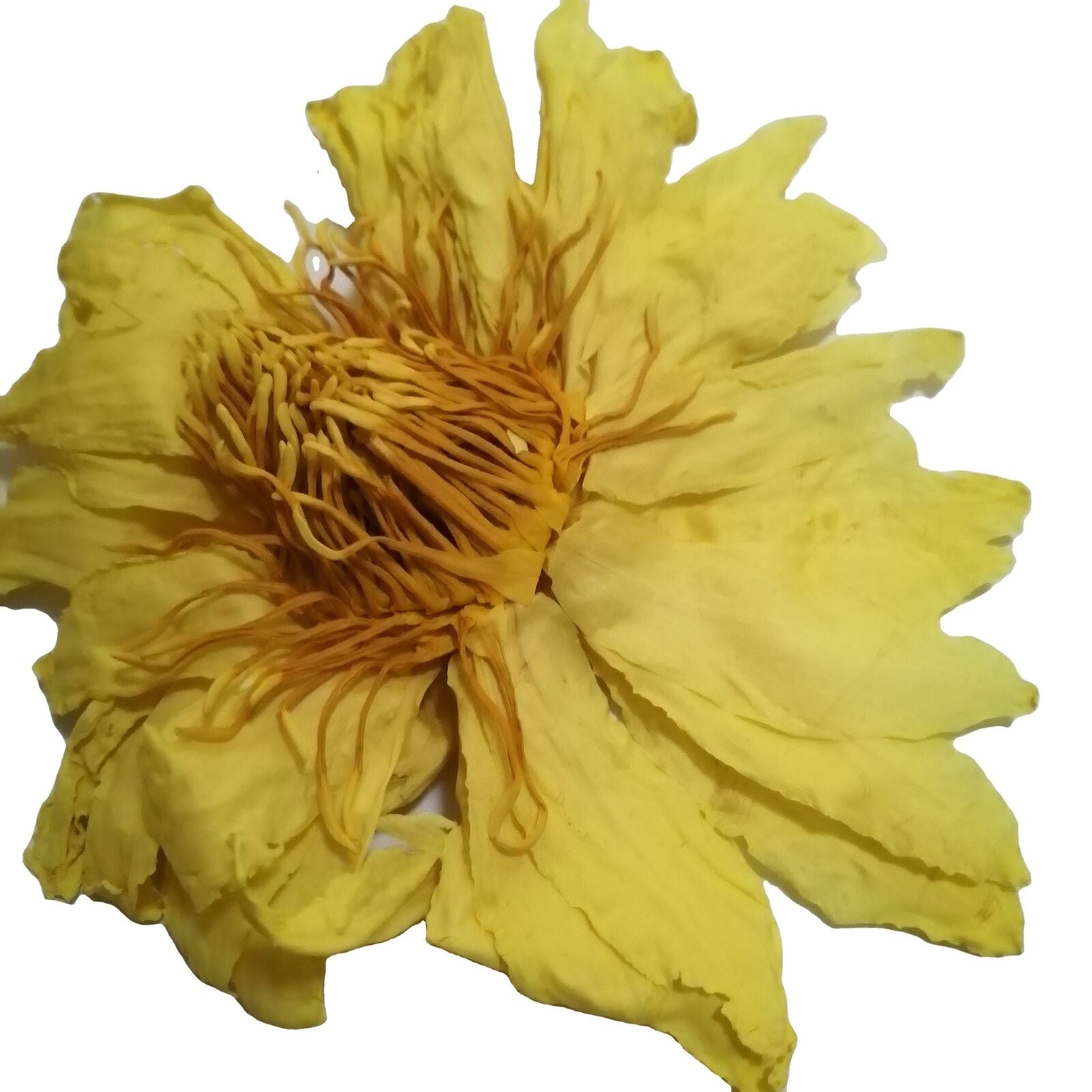 Natural New Bright Yellow Dried Lotus Flower Lotus Flowers Blooming Tea 500g Main image