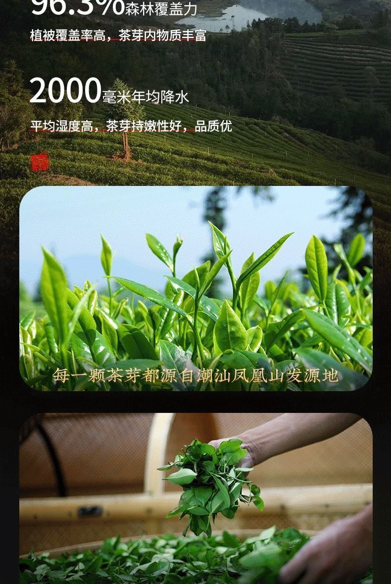Authentic Chaozhou Tea Bags Spring Tea Ya Shi Xiang Phoenix Dancong Premium