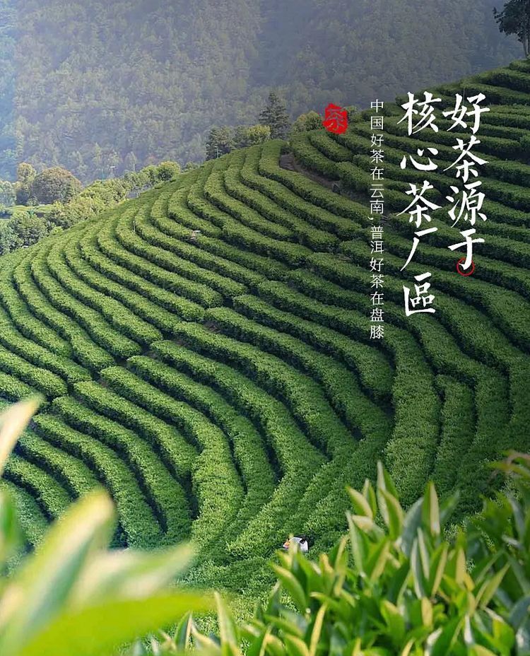 Yunnan Iceland Ancient Tree Puerh Tea Raw Tea Cake Strong Aroma Tea 357g