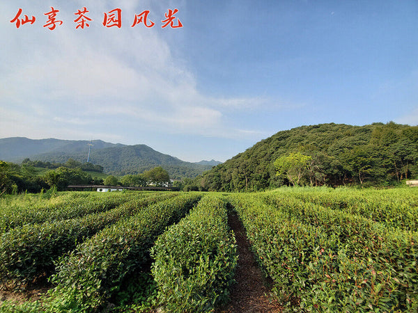 HelloYoung New Tea Longjing Crushed Tea Loose Tea Pieces Green Tea Crushed 500g/1.1lb