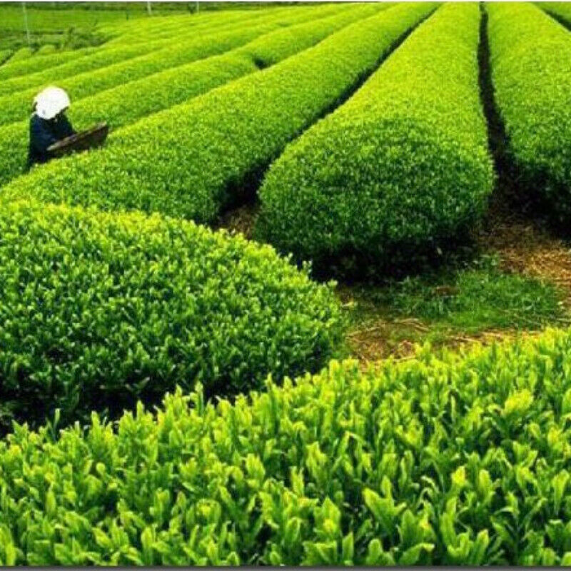 HelloYoung 250g High Quality Biluochun Green Tea Chinese Gift Tea Ecology Tea Health Care