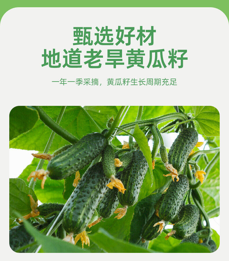 Pure Cucumber Seed Powder Cooked Powder High Calcium Meal Substitute Powder 200g