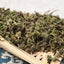 HelloYoung Tea Seed Bulk High Mountain Tea Fuding White Tea Tree National White Tea 500g