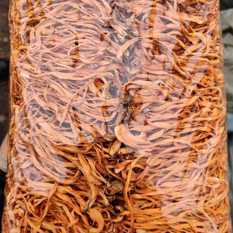 HelloYoung Chinese Cordyceps Flower Chong Cao Hua Anti-aging Lowering Blood Pressure 100g