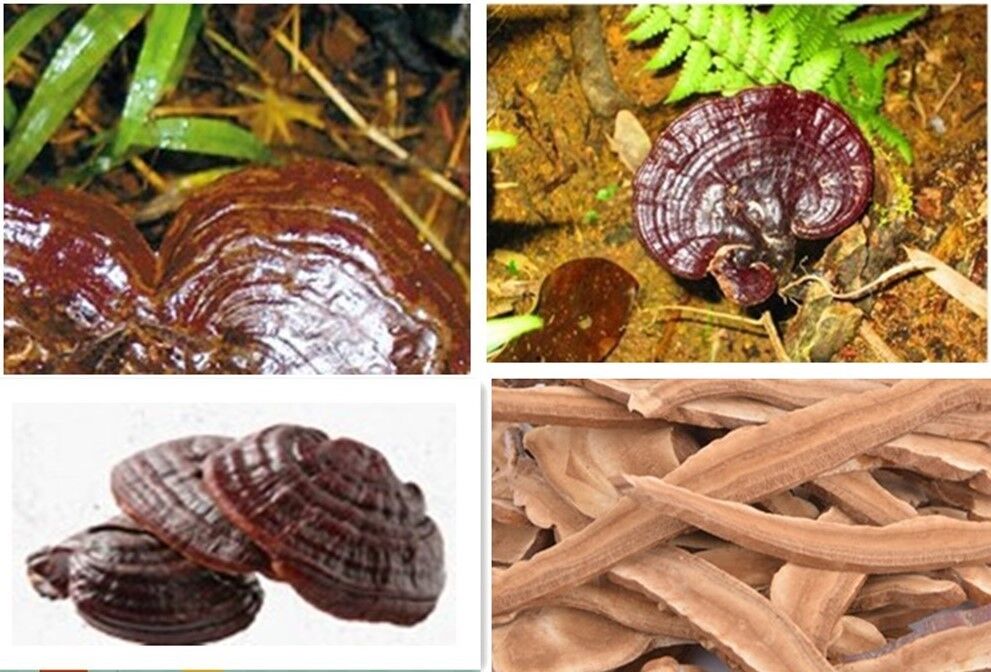 250g Health Dried Wild Lingzhi Red Reishi Mushrooms Ganoderma Lucidum Slices tea