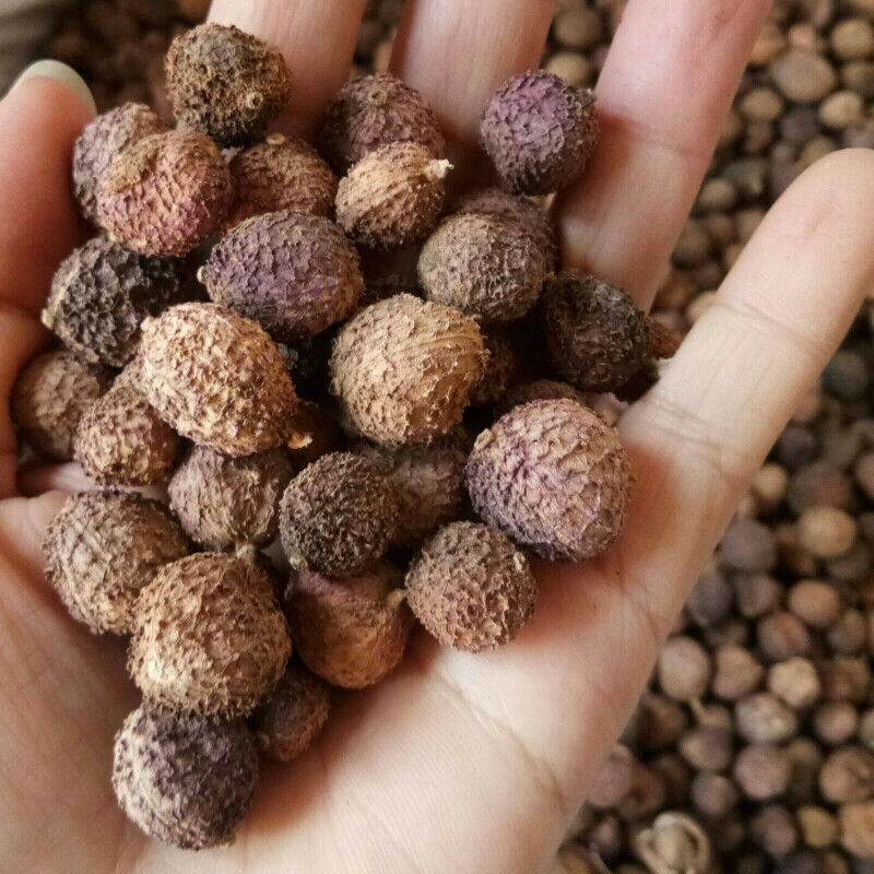 HelloYoung 100g Chun Sha Ren Spring Sandnut Dried Fruit Healthy Herbal Tea 煲汤泡茶 泡酒养胃养生茶调理肠胃