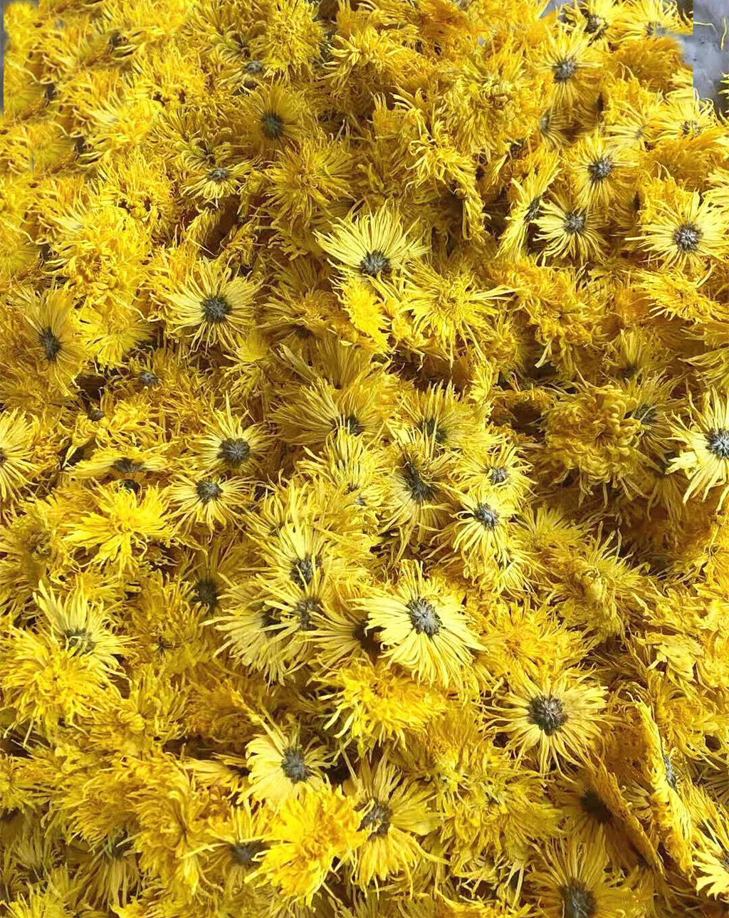 HelloYoung Base direct supply of bulk golden chrysanthemum large chrysanthemum tea 17.6oz