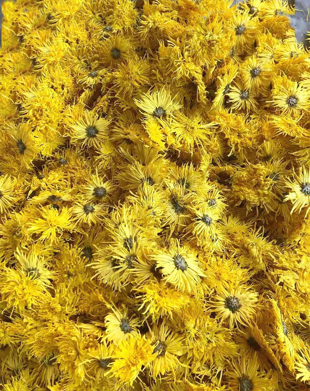 HelloYoung Base direct supply of bulk golden chrysanthemum large chrysanthemum tea 17.6oz